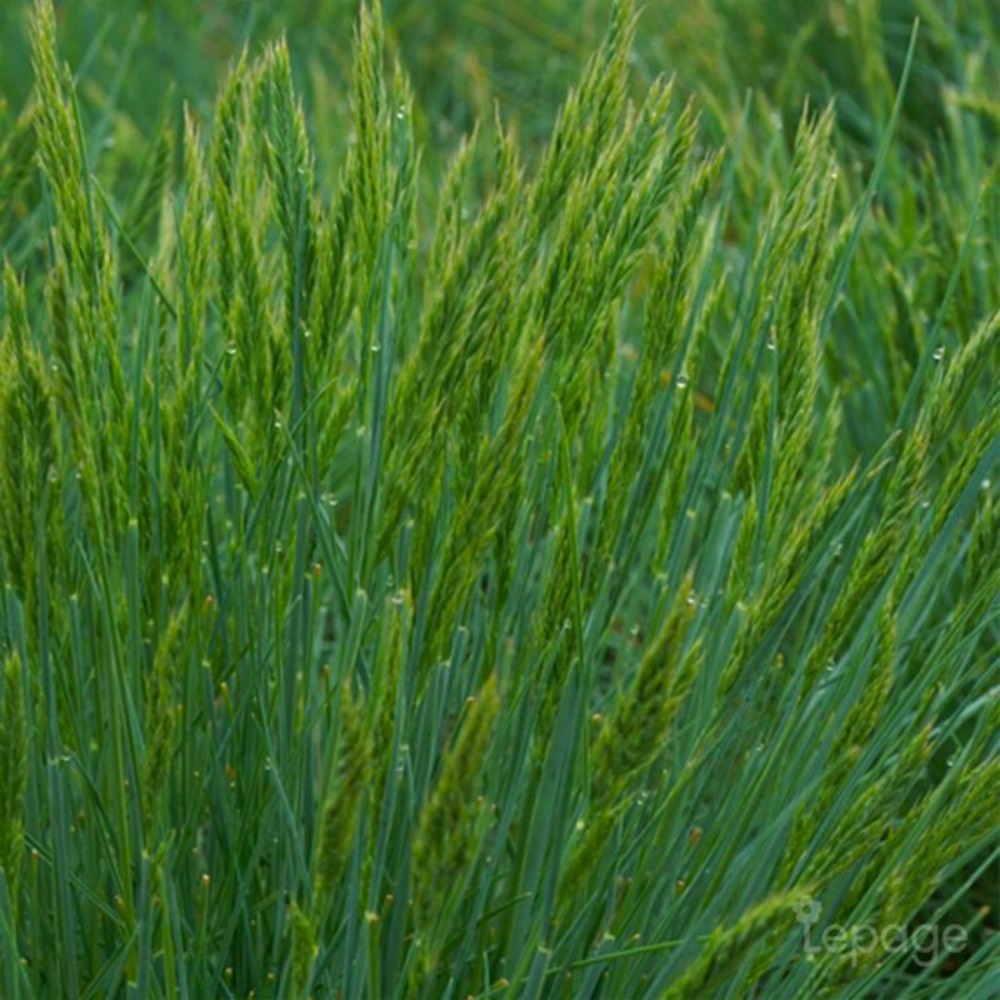 3 fétuques 'elijah blue' (festuca glauca 'elijah blue')