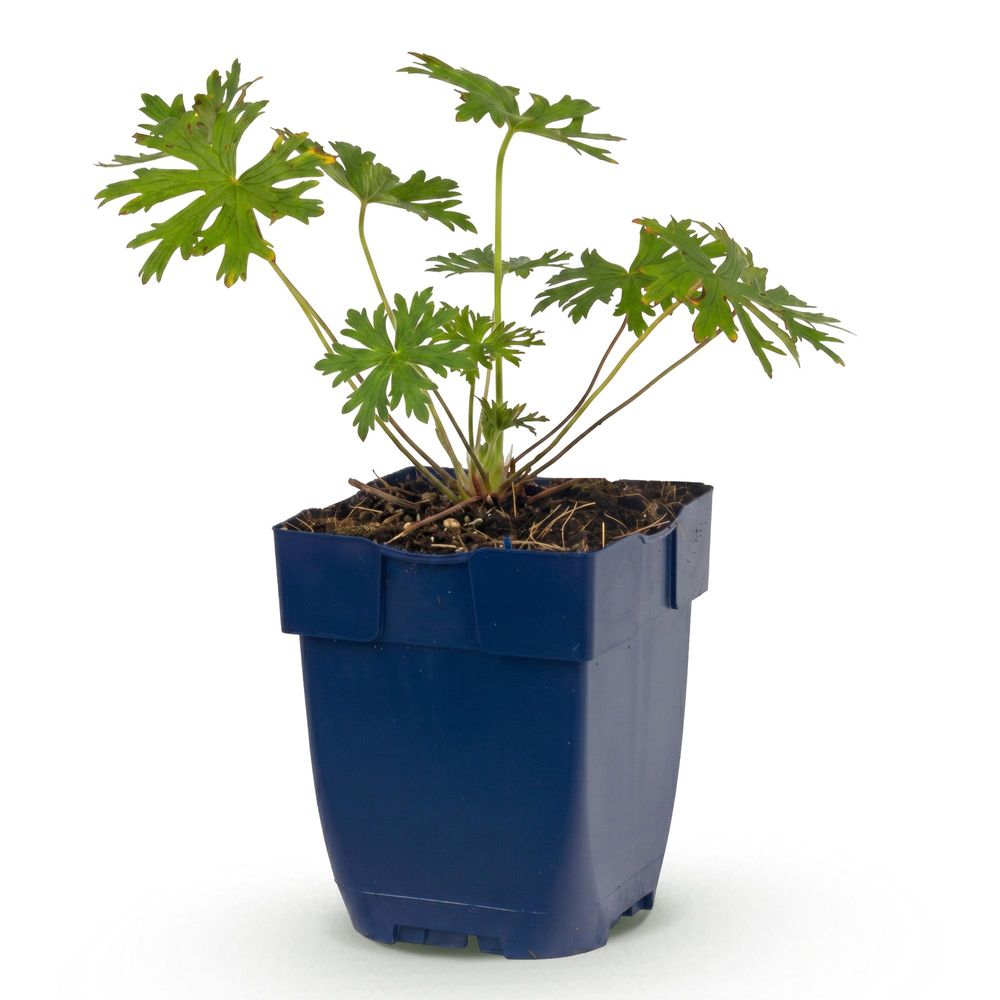 Géranium vivace 'johnson's blue' - pot 11 cm - hauteur 25 cm