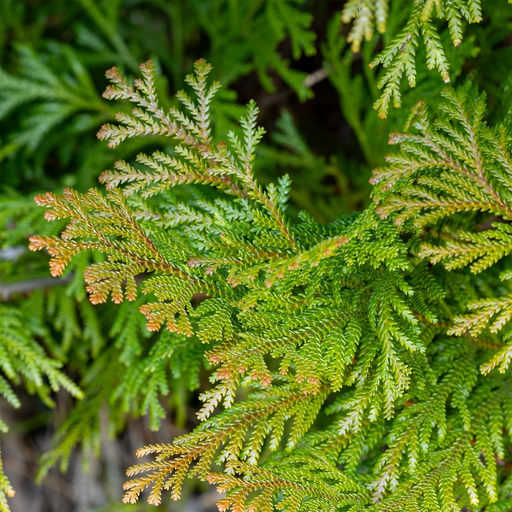 Hiba - le pot / 2l / hauteur livrée 20-25cm