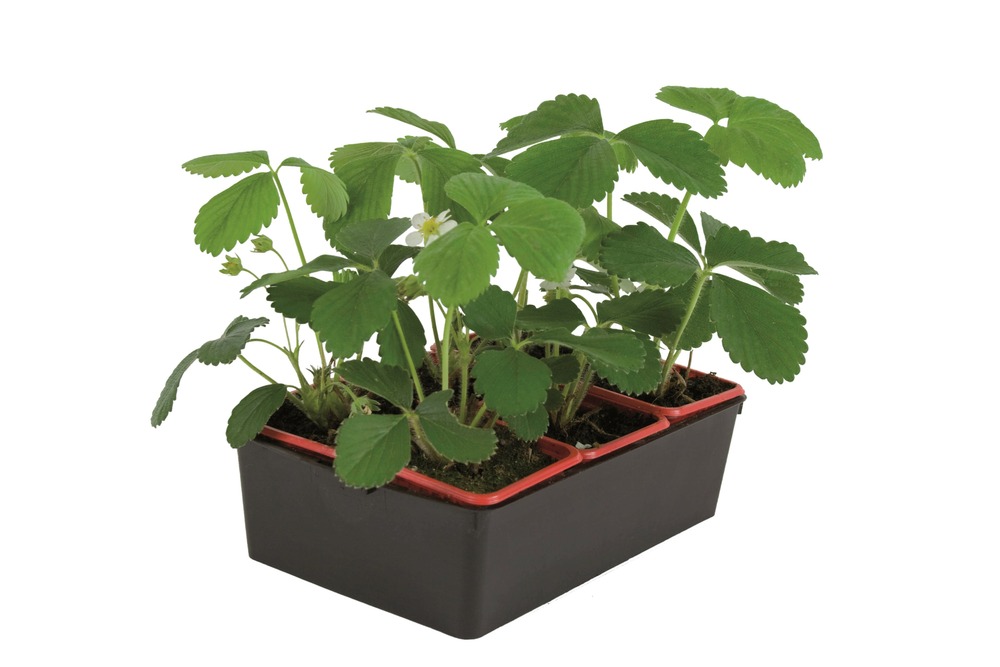 Plant de fraisier non remontant ciflorette b6 g7
