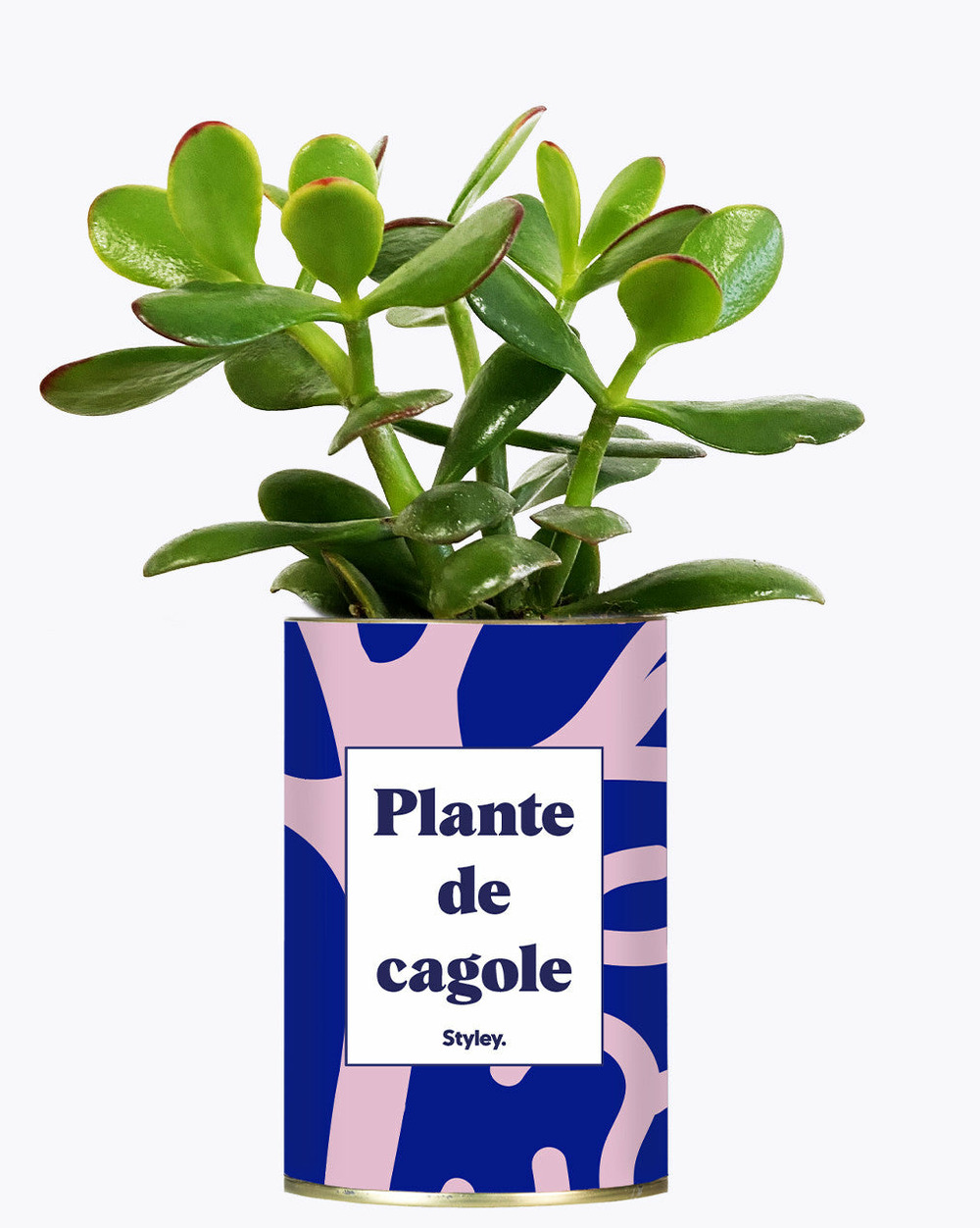 Idée cadeau - plante de cagole - cactus