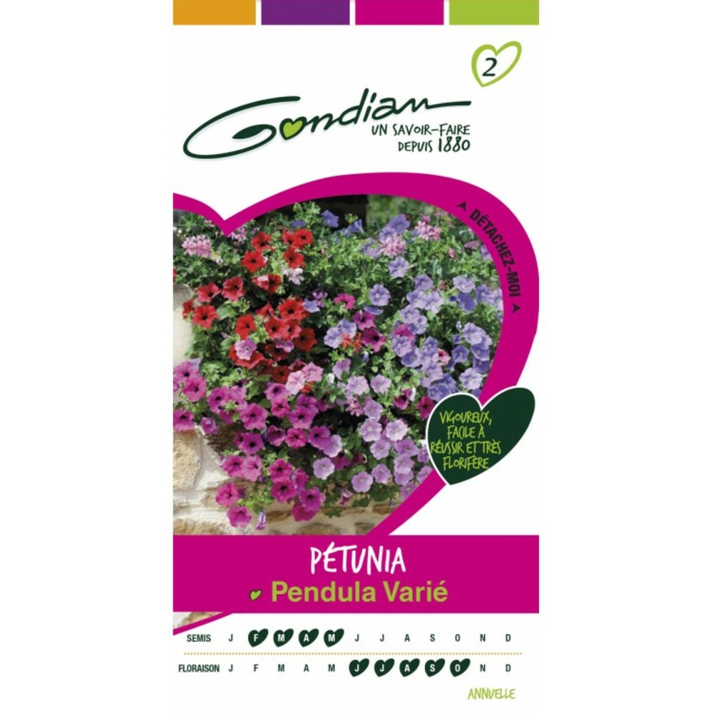 Pétunia pendula varié
