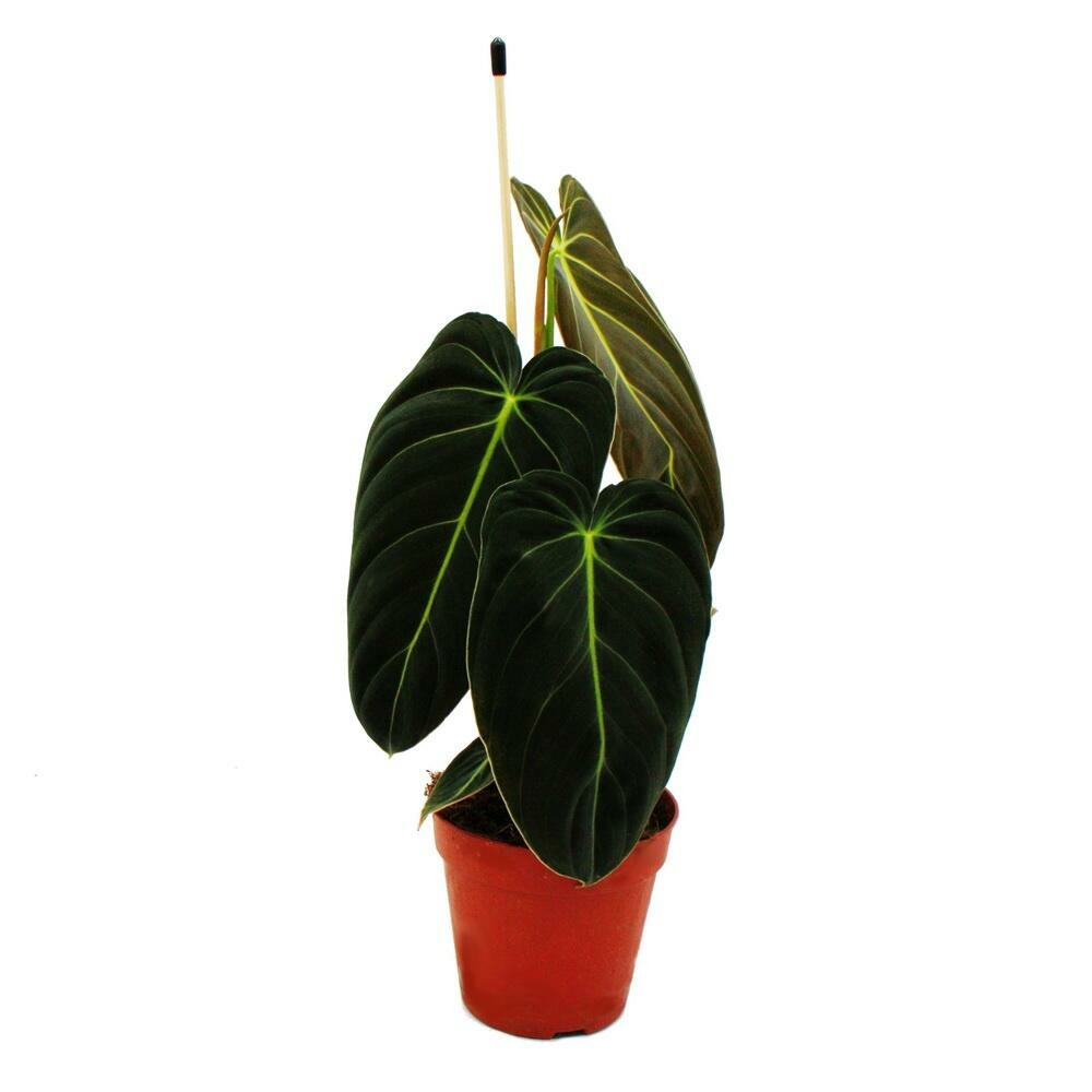 Philodendron melanochrysum - l'ami des arbres noir et or - pot de 12cm