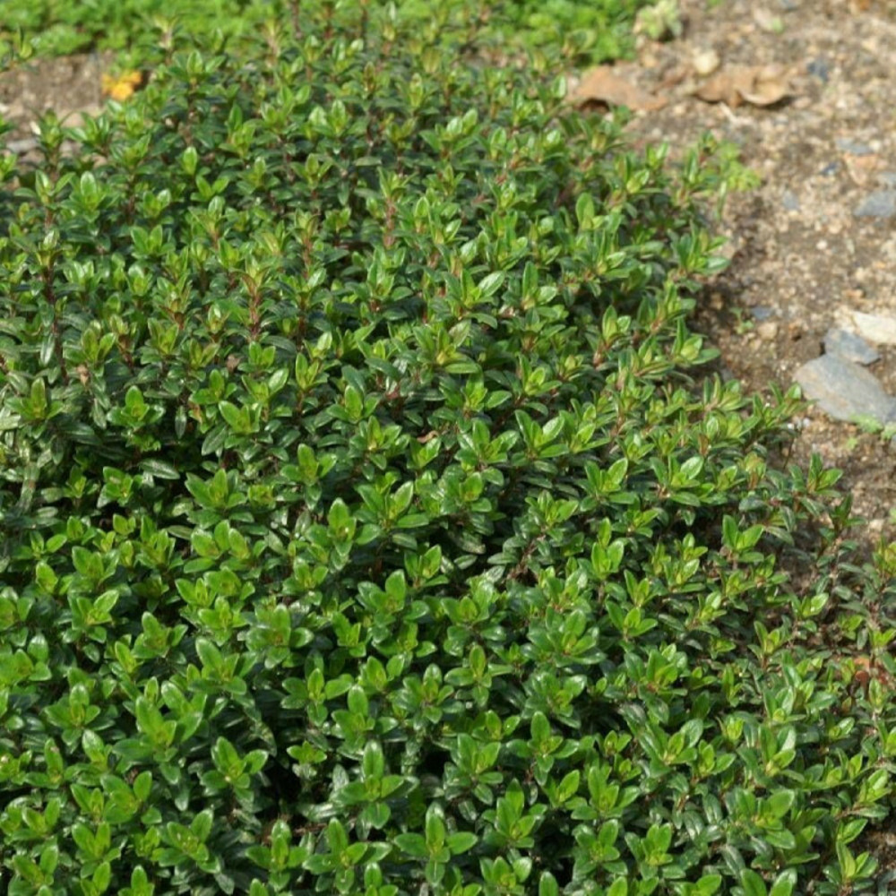 Thym luisant lot de 5 godets