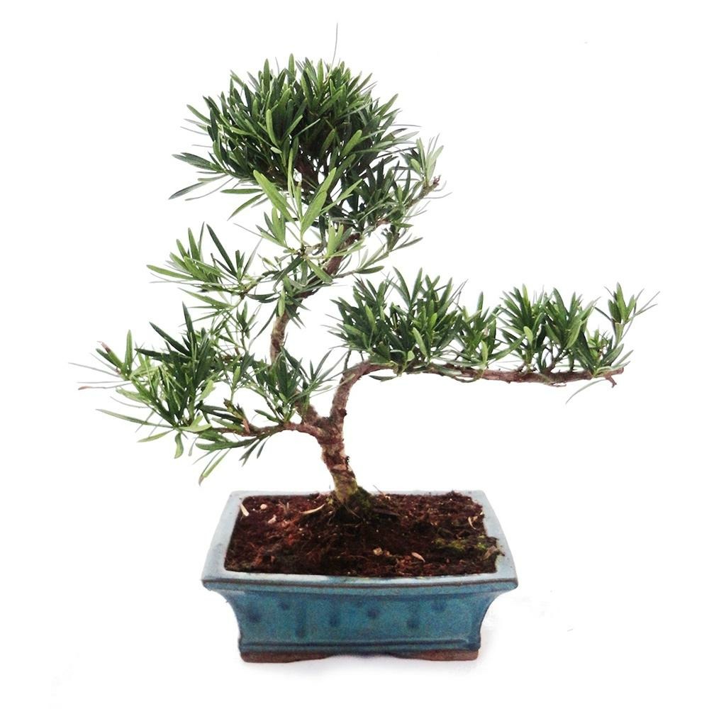 Bonsaï podocarpus d'extérieur - disque en pierre à petites feuilles 20cm