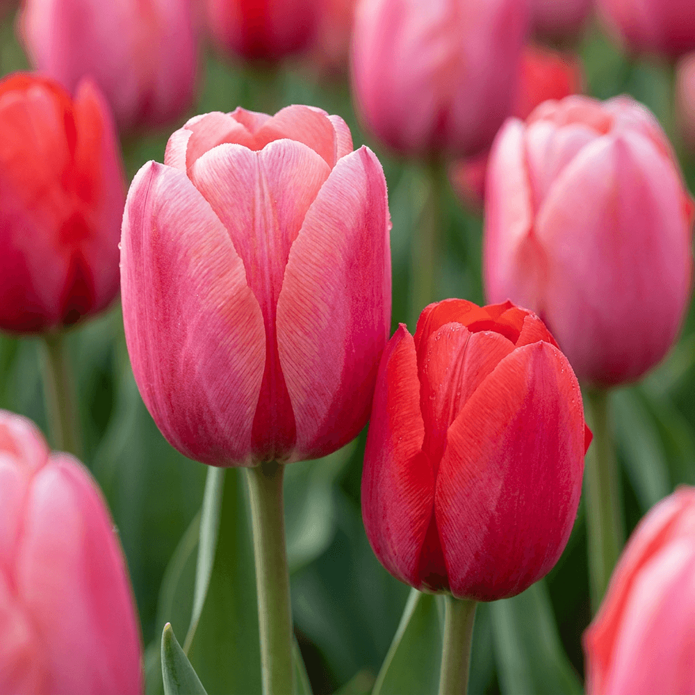 Tulipe en mélange rose et rouge - 320 bulbes