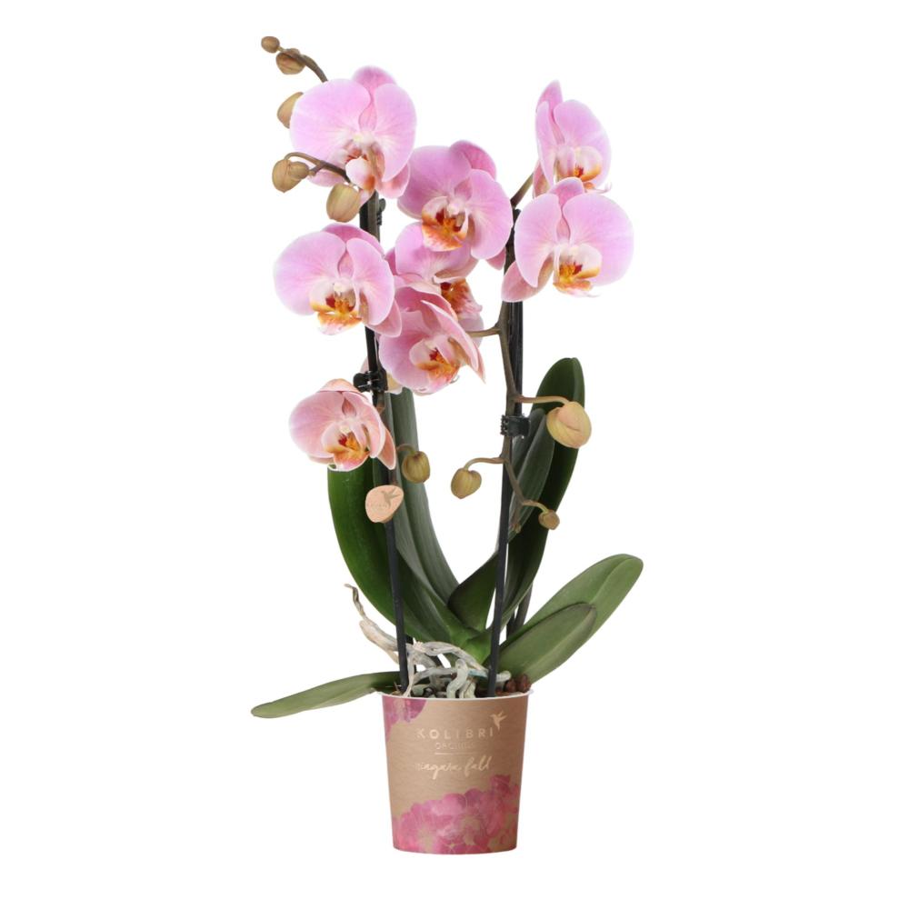 Orchidées colibris - orchidée phalaenopsis rose - chute du niagara - taille du pot 9cm