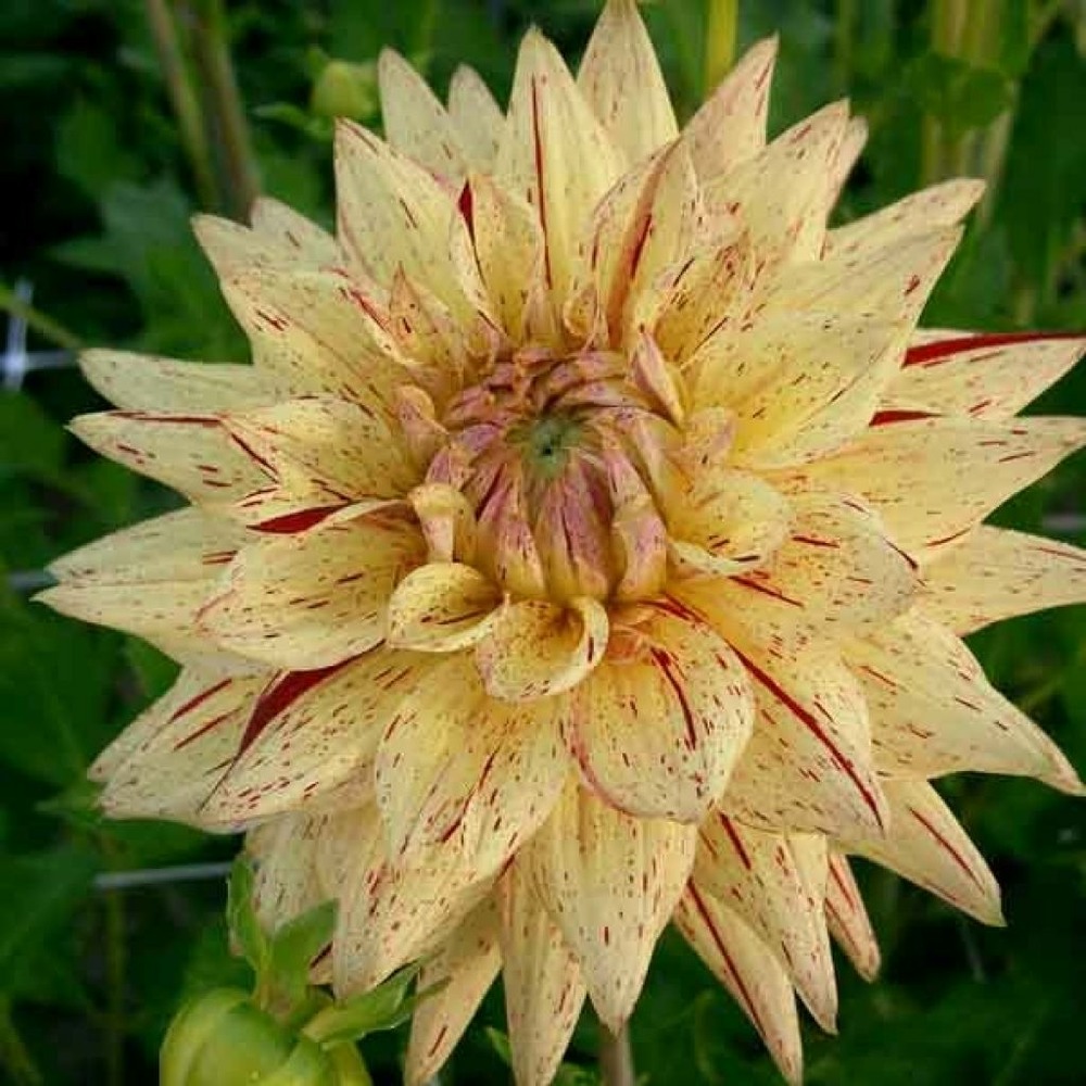 Dahlia gpe cactus 'hy pimento' bulbe calibre i