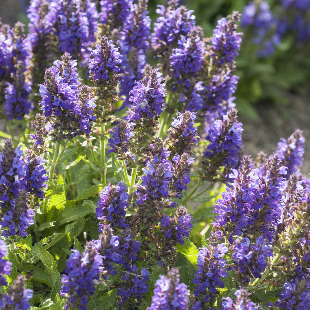 Sauge des bois marcus - le pot / ø 9cm