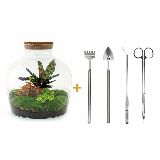 Kit terrarium diy - joy calathéa + 2 fittonia - rateau + pelle + pince + ciseaux
