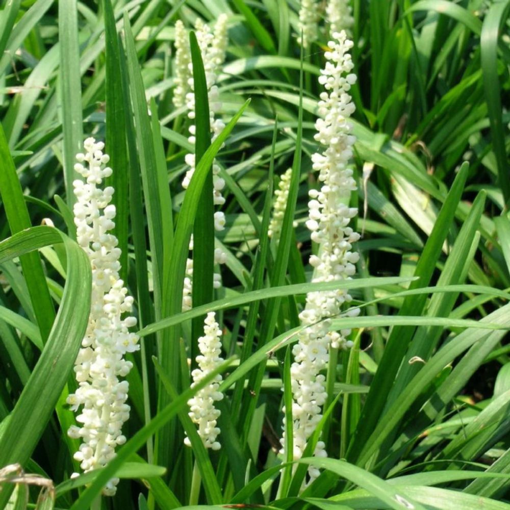 Liriope muscari monroe white lot de 5 godets