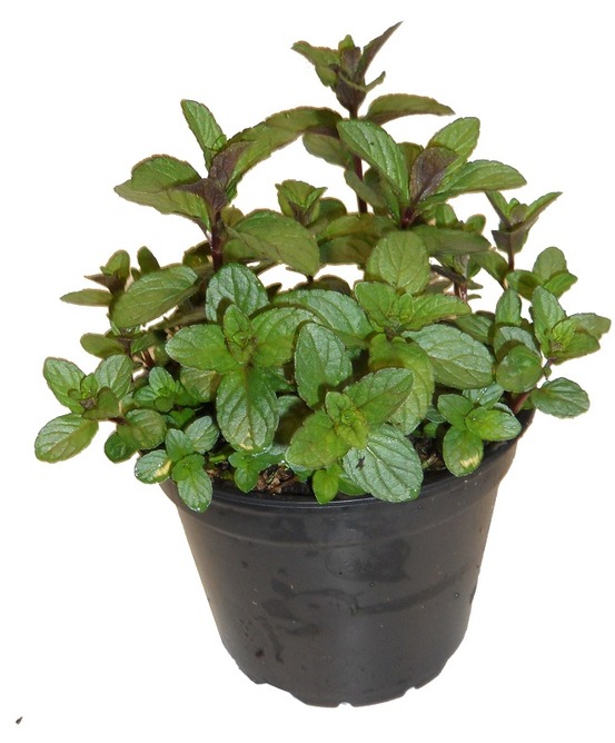 Menthe chocolat 14 cm