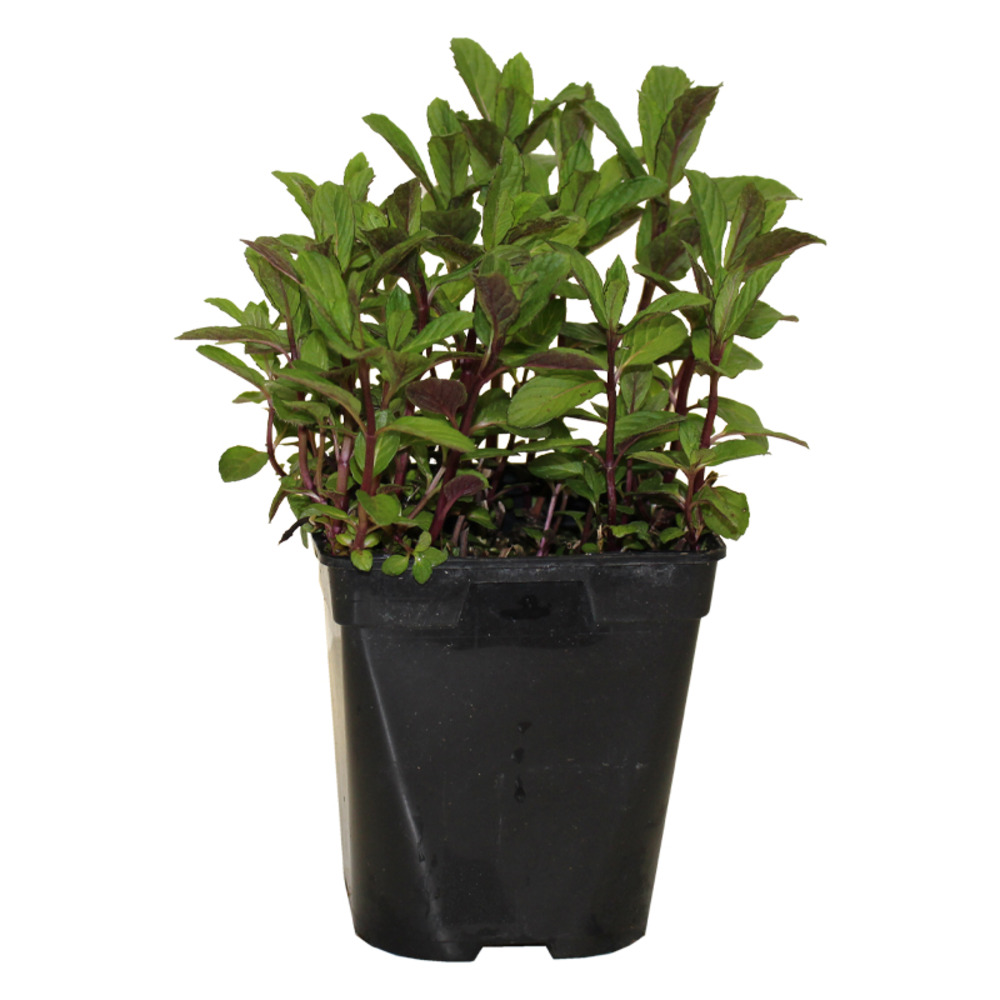 Menthe chocolat pac pot 1 l