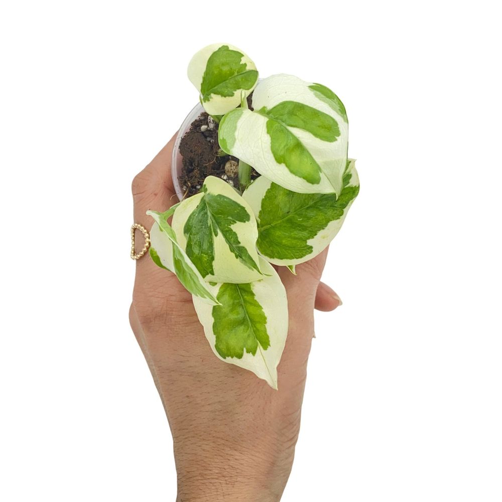 Epipremnum n'joy - pot de 6cm