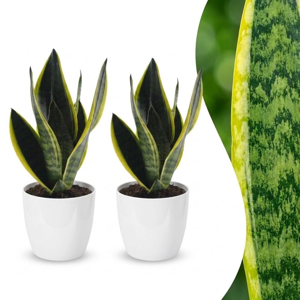 Sansevieria futura superba - langue de belle-mère - pot de 12cm - plantes d'intérieur