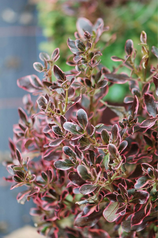 Coprosma 'pacific down' - en pot de 3 litres