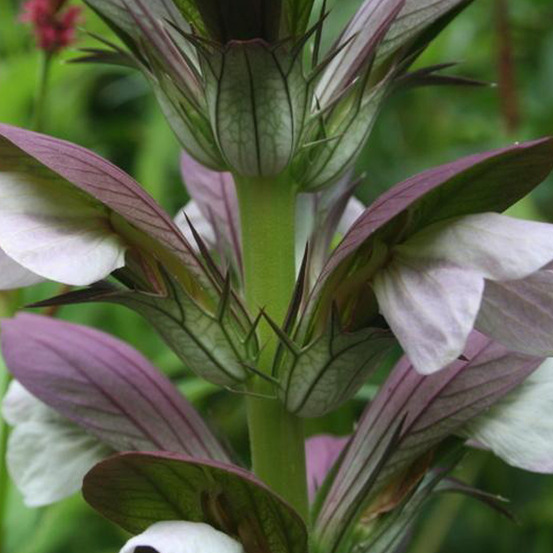 6 x acanthe de hongrie 'hollande du nord' - acanthus 'hollande du nord' - godet 9cm x 9cm