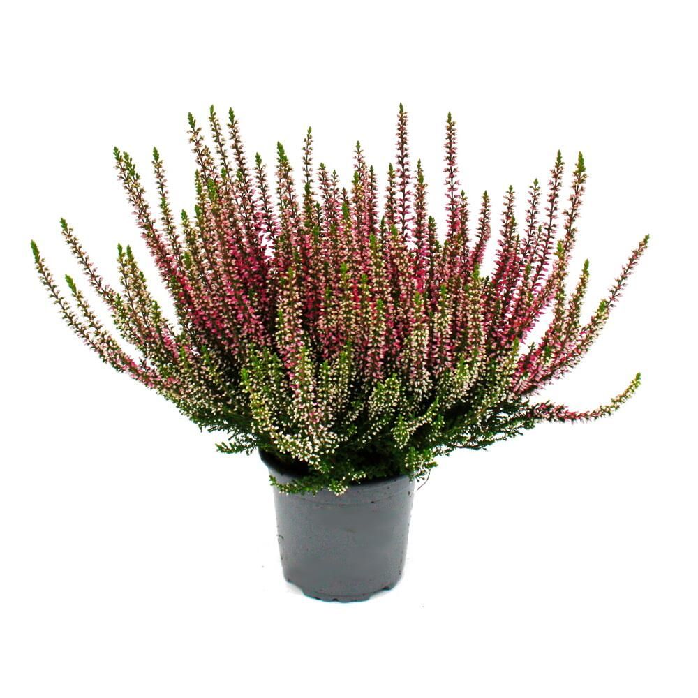Calluna vulgaris - set de 3 plantes - bruyère à balai - plante de terre de bruyère - rustique - pot de 11cm - rose