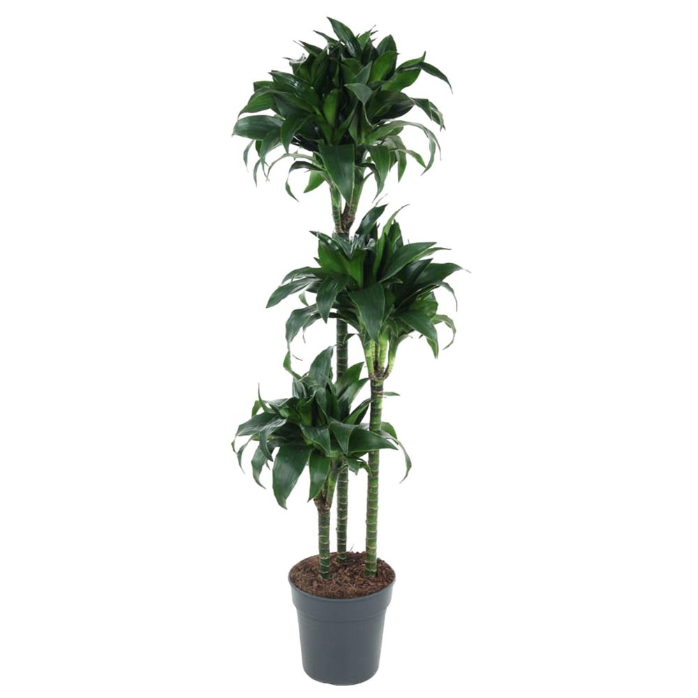 Dracaena tatuade - plantes d'intérieur