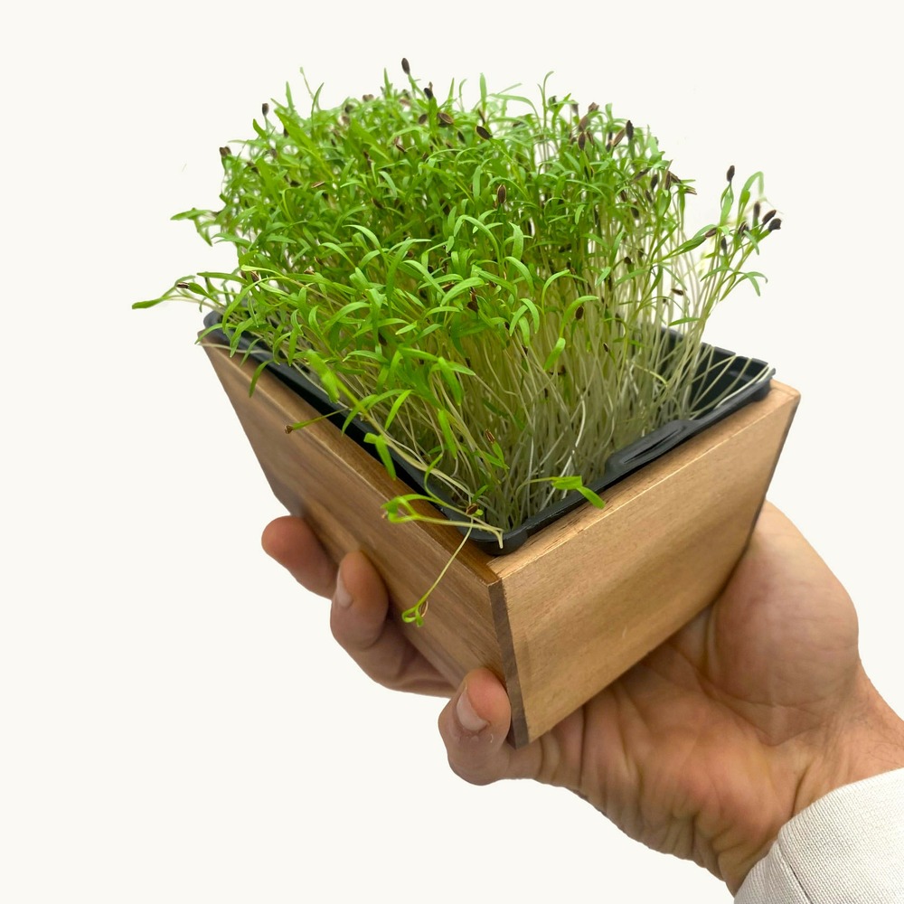 Graines de micro pousses d'aneth