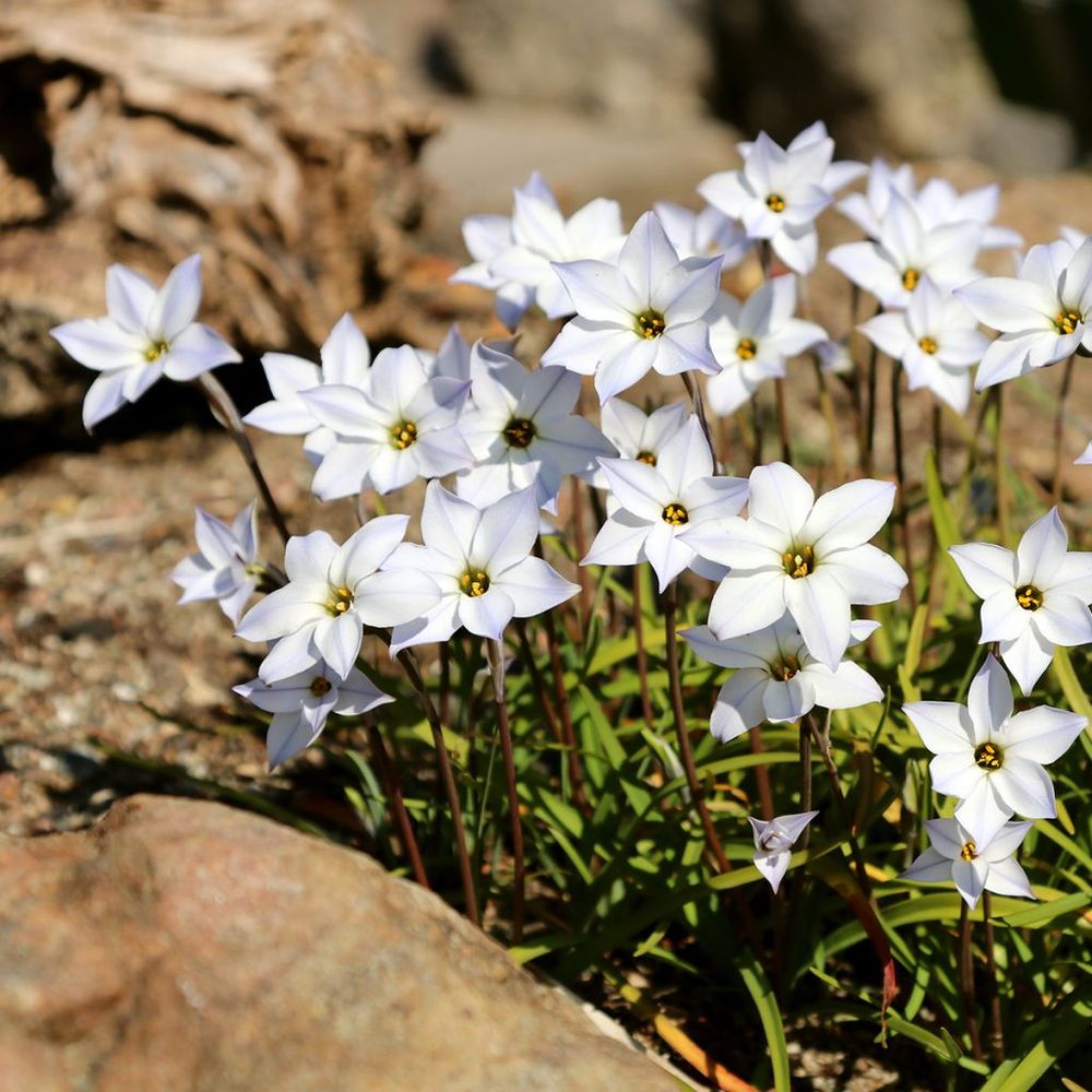 Étoile de printemps 'white star' bulbe calibre i (par 10)