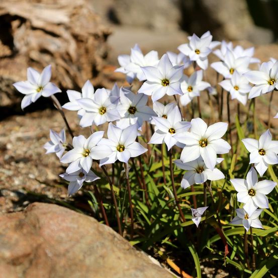 Étoile de printemps 'white star' bulbe calibre i (par 10)
