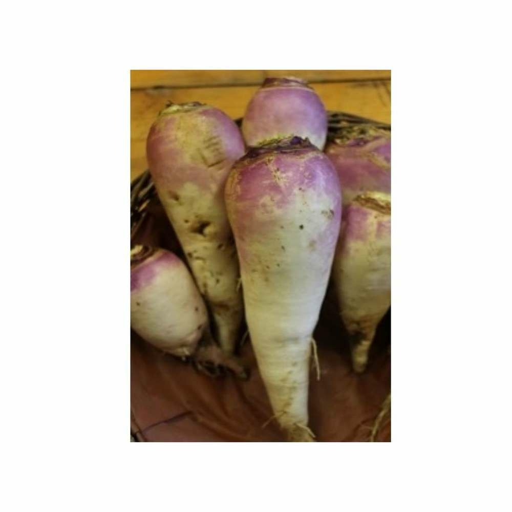 Graines de navet de péronne