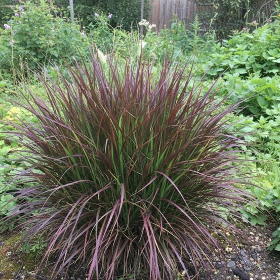 Panic érigé oxblood autumn®, panicum lot de 9 godets