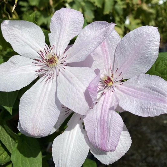 Clématite 'jean paul ii'