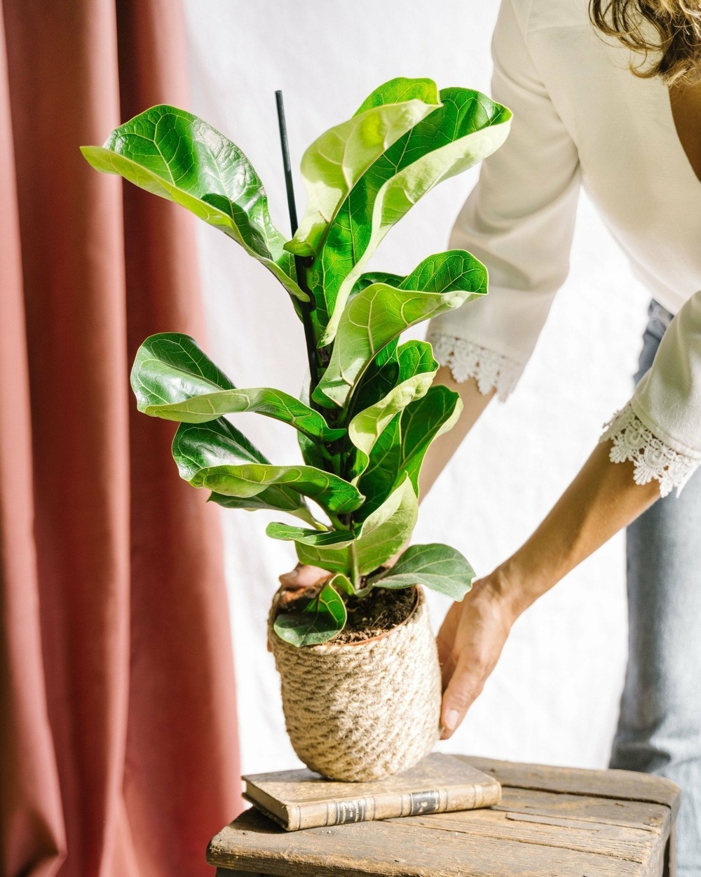 Ficus lyrata 75cm - plante d'intérieur