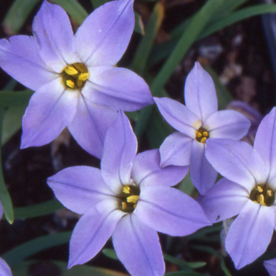 Etoile de printemps lot de 3 godets