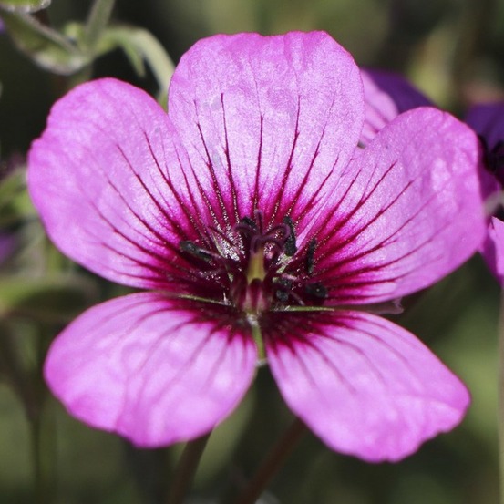 Géranium vivace à feuilles cendrées 'jolly jewel night' godet de 8/9 cm