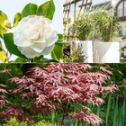 Collection de 3 arbustes pour terrasse et jardin japonais, les 3 pots