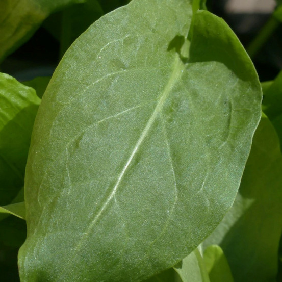 Oseille verte - prêt à consommer pot de 1,5l - 20/50 cm