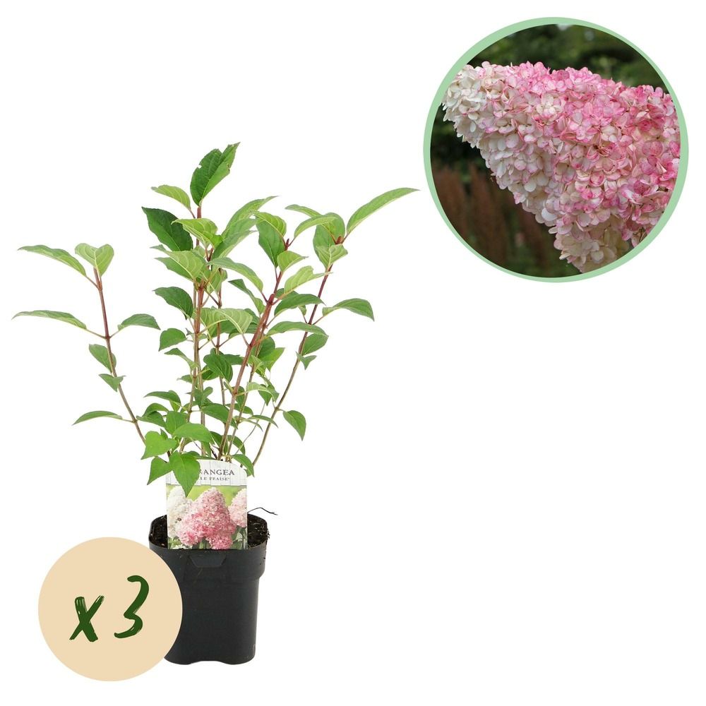 Hortensia 'vanille fraise' - lot de 3 - pot 17 cm - hauteur 50 cm