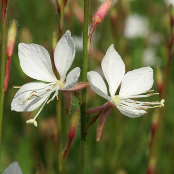 Gaura snowstorm lot de 3 godets