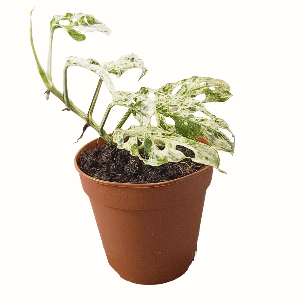 Monstera frozen freckles - 25cm - plante rare