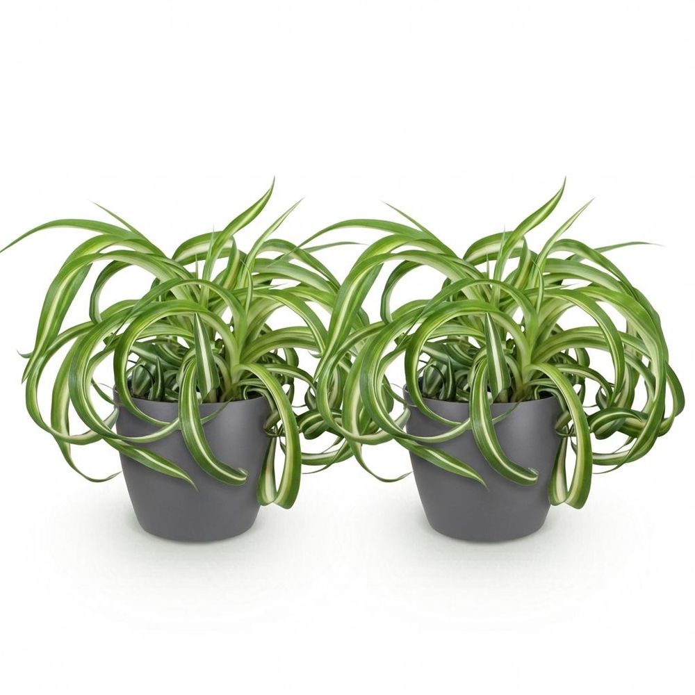 Chlorophytum comosum bonnie - pet-friendly - pot de 12cm - hauteur 20cm