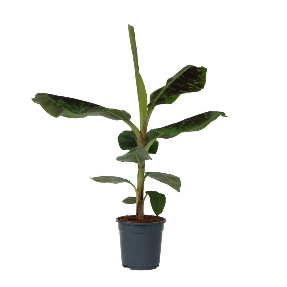 Bananaier nain - musa 'dwarf cavendish' - hauteur 90-100cm - ⌀21cm