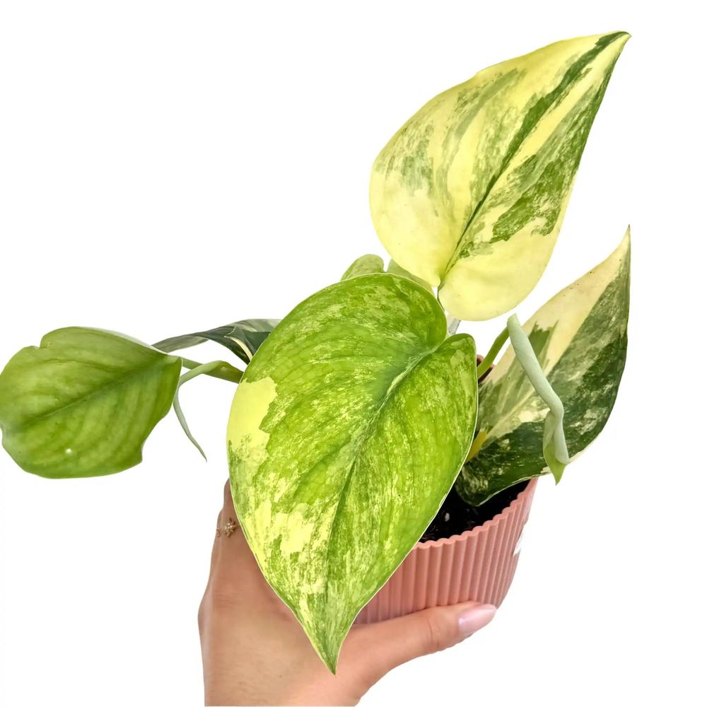 Scindapsus jade satin variegata aurea - pot de 10,5cm - plantes d'intérieur