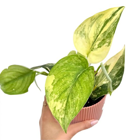 Scindapsus jade satin variegata aurea - pot de 10,5cm - plantes d'intérieur