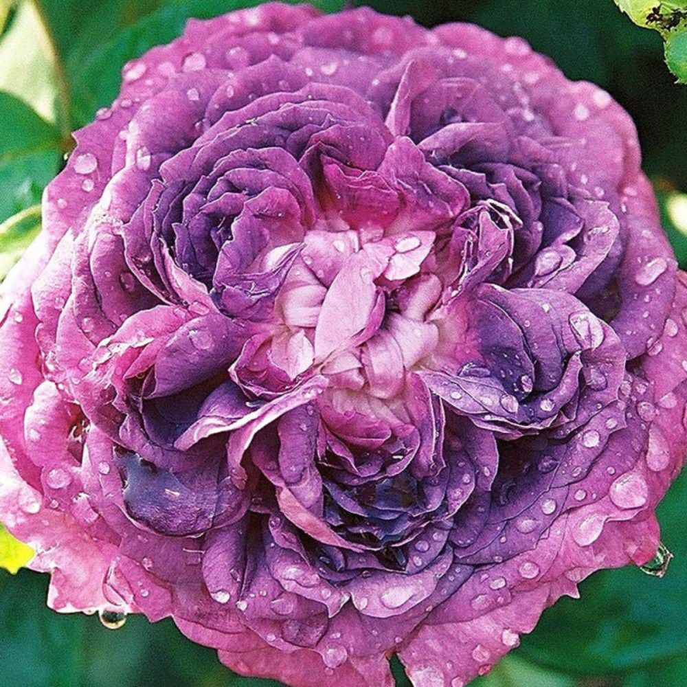 Rosier arbustif reine des violettes pot de 3l - 20/40 cm