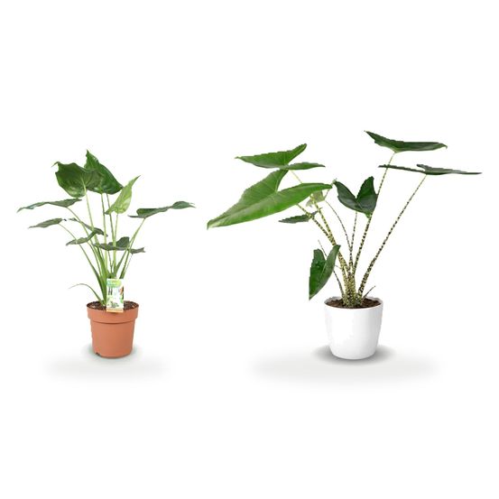 Duo alocasia sculptural — zebrina & cucullata