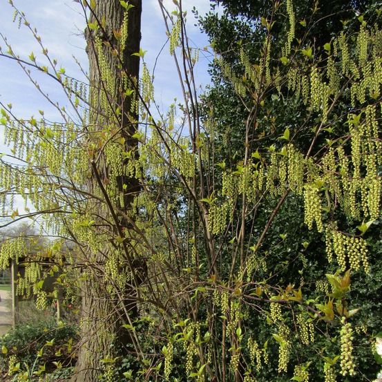 Stachyurus chinensis 'celina' pot de 3l/4l