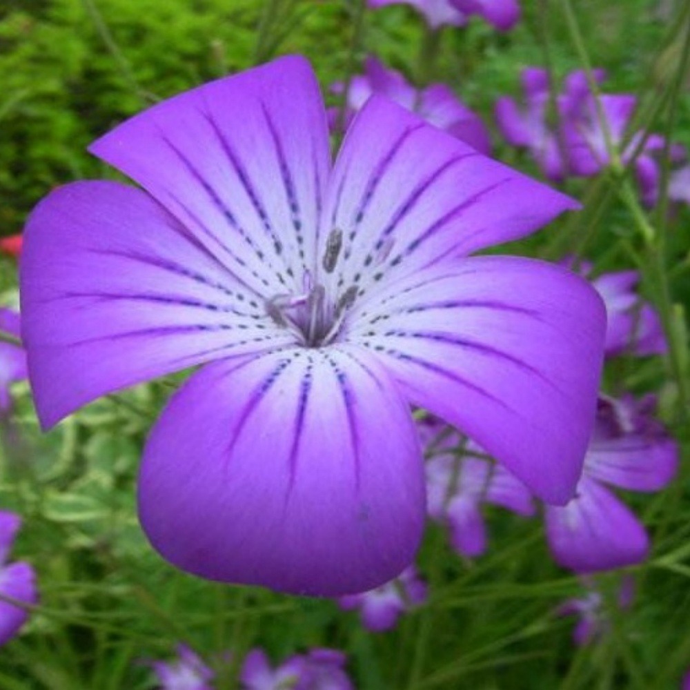 Graines de fleurs agrostemma githago rose-violet environ 100 grains * 5 sachets