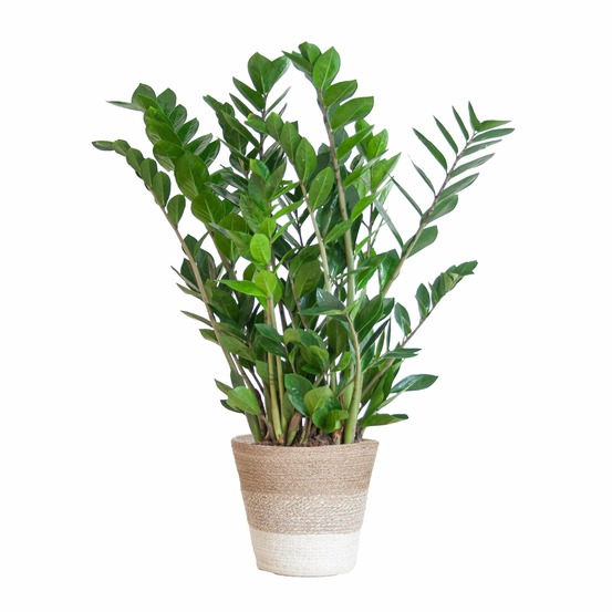 Zamioculcas zamiifolia et son pot panier blanc - hauteur 80cm