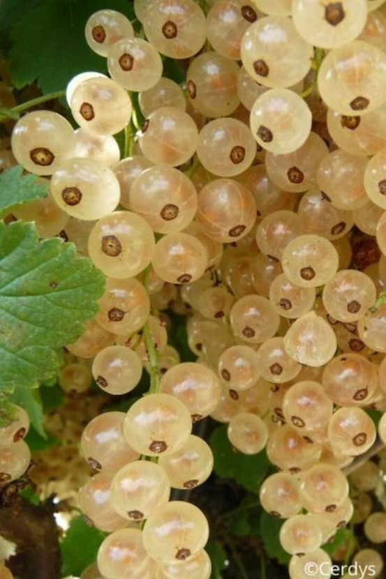 Groseillier 'blanka' - en pot de 1,5 litres