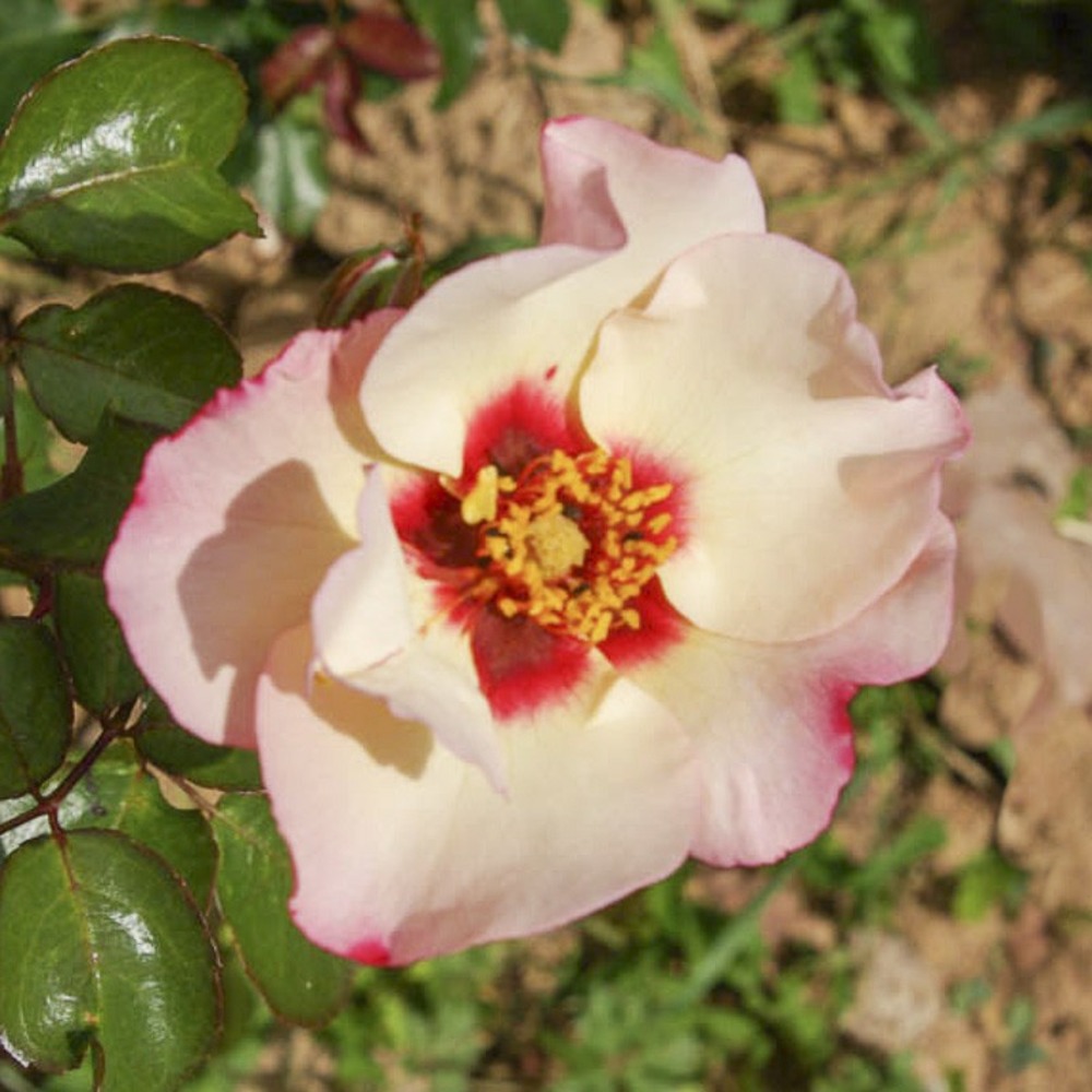 Rosier de perse 'alissar princess of phoenicia' pot de 4l/5l