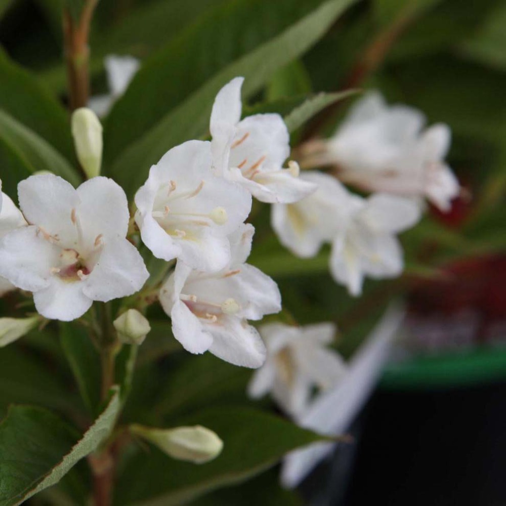 Weigela 'candida' pot de 3l/4l