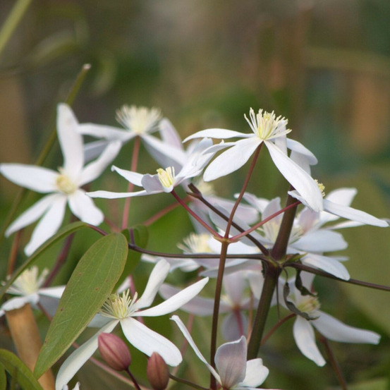 Clématite armandii little white charm pot de 3l - echelle bambou 60/120 cm